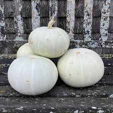 Valenciano Pumpkin Seeds Heirloom Non-GMO Creamy White Skin Sweet Flesh Cucurbita Pepo