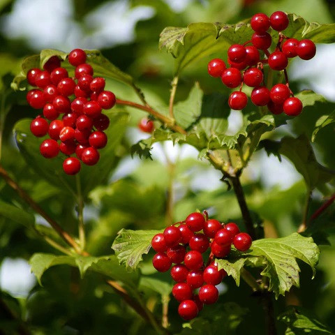 Live American Cranberry Bush Bare Root Plant 12-14" Viburnum trilobum Hardy Shrub with Edible Berries