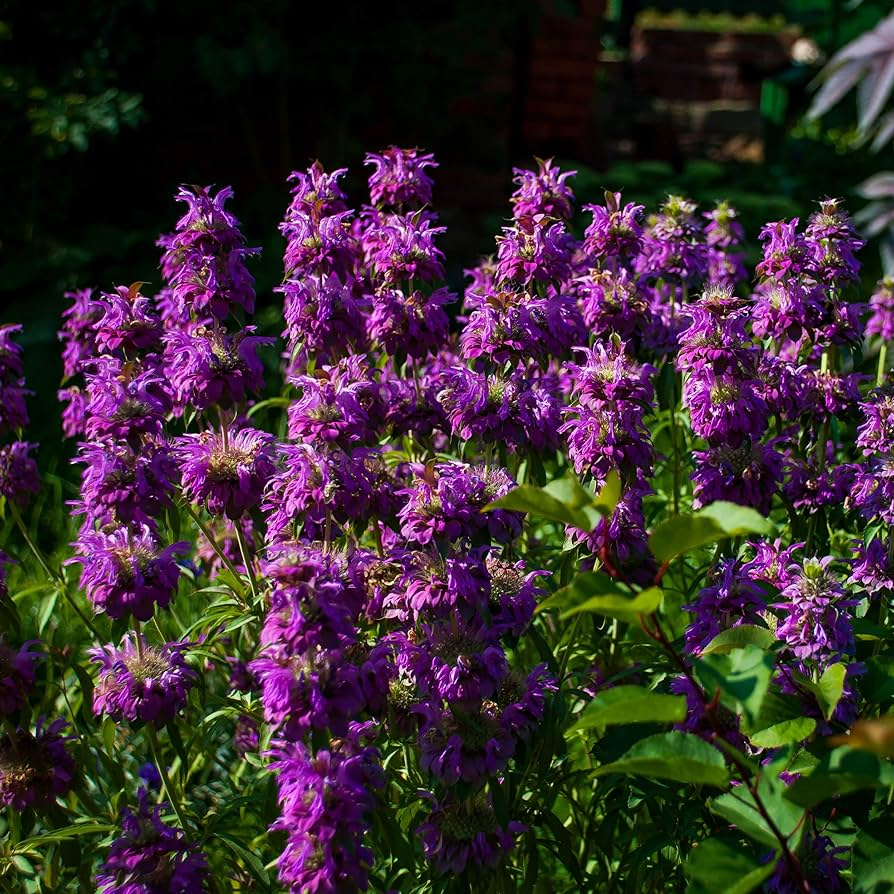Herb Seeds - Lemon Mint (Monarda citriodora) - Fragrant Culinary & Pollinator Herb - 1000 Seeds