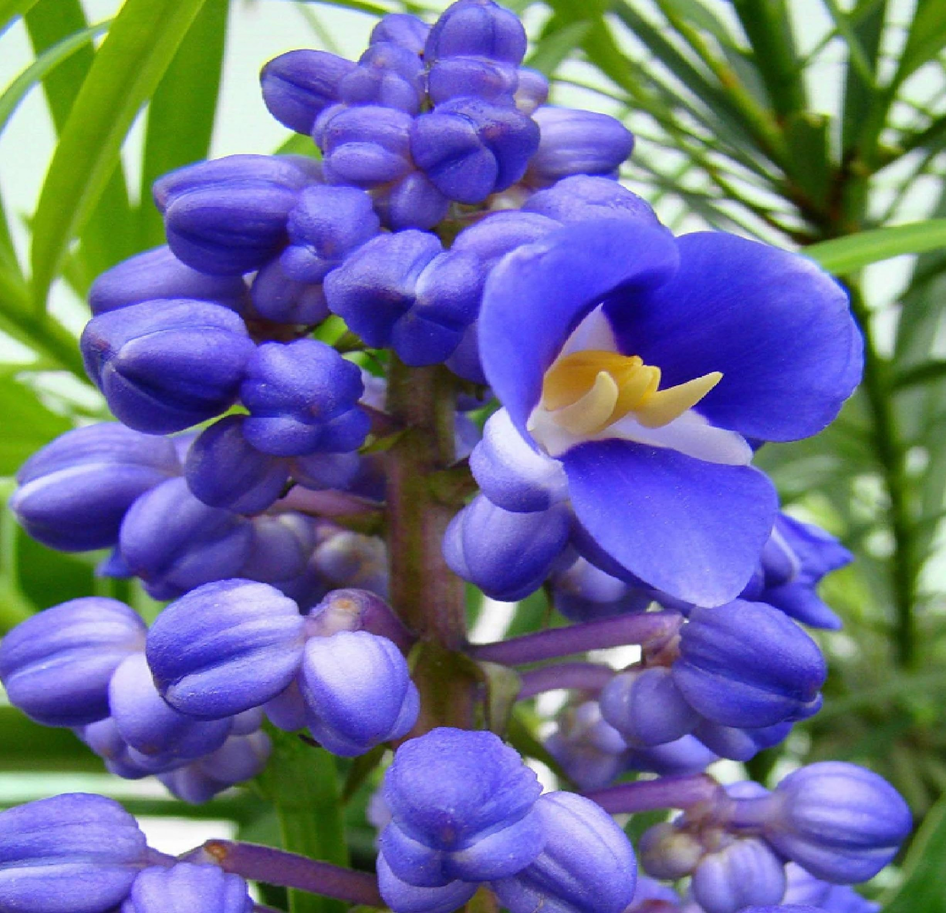 Sapphire Blue Ginger Starter Plant - Dichorisandra Thyrsiflora - Air Purifying Evergreen Drought & Deer Resistant