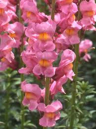 Antirrhinum majus Rocket Rose Shades Snapdragon Seeds – 1000+ Pink & Rose Blooms for Garden & Bouquets