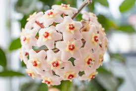 Hoya Carnosa ‘Snow Ball’ Well-Rooted Cutting 4-Inch Pot, Fragrant Waxy White Flowers, Indoor Houseplant, Easy to Grow
