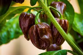 3 Chocolate Habanero Pepper Starter Plants - Super Hot Chili with Smoky Flavor - Capsicum chinense for Garden & Cooking