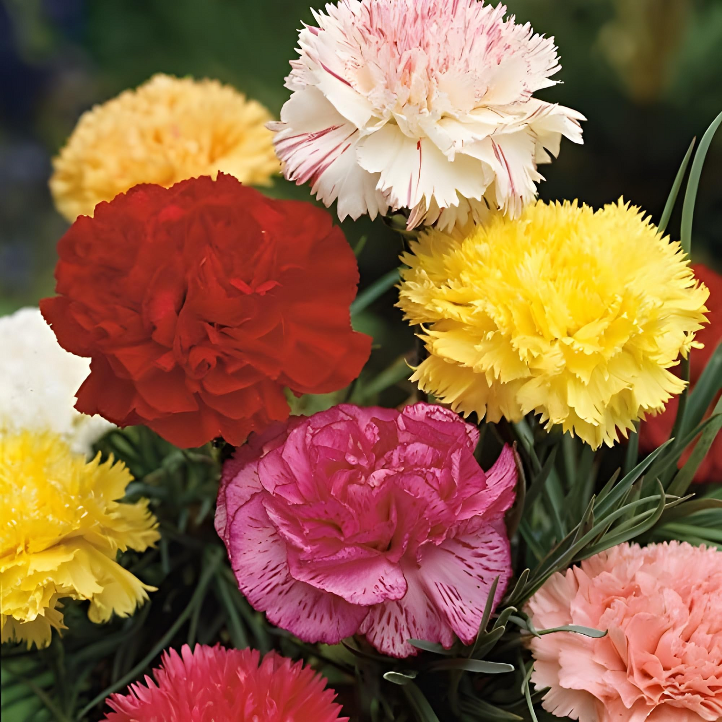200 Carnation Chabaud Mix Seeds – Fragrant, Pollinator-Friendly, Florist-Grade, Vibrant Colors for Garden & Bouquets