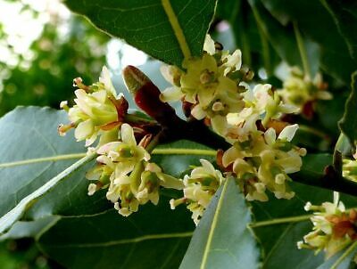 Laurus Nobilis Bay Leaf Laurel Seeds – Aromatic Evergreen Culinary Herb, Tropical Tree, Mediterranean Plant, USA Seller