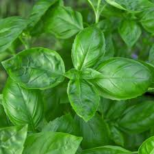 Basil Genovese Seeds 1g - Heirloom, Fragrant, High Yield, Fast Growing, Garden & Container Herb, Ocimum basilicum