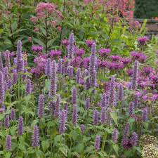 1000 Anise Hyssop Seeds Non-GMO Pollinator Herb Agastache foeniculum for Tea & Culinary