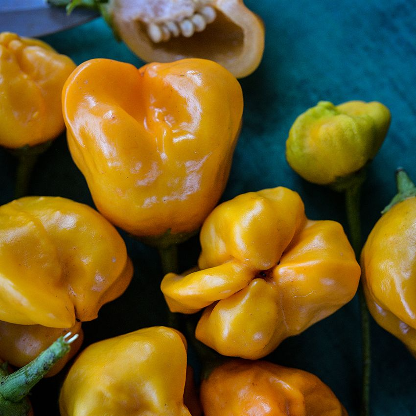 Aji Mango Pepper Seeds, Heirloom, Non-GMO, Fruity & Mild Heat, Capsicum baccatum, 15 Seeds