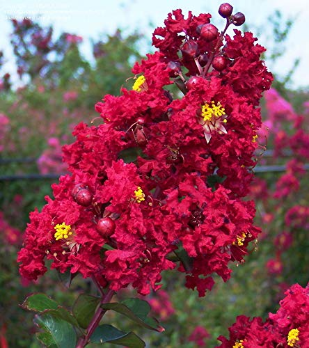 Live Bare Root Red Crape Myrtle Trees - Lagerstroemia indica, 2ft Tall, Ornamental Flowering Trees for Garden & Landscape