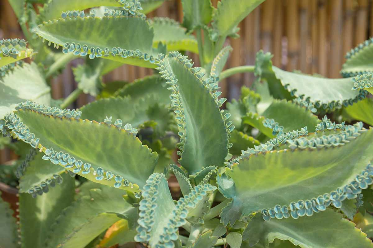 Mother of Thousands Seeds – 25 Rare Succulent Seeds Kalanchoe daigremontiana for Indoor & Outdoor Gardens