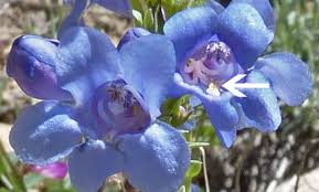 Penstemon Cyanocaulis Seeds 100mg, Bluestem Penstemon, Drought-Tolerant Native Wildflower for Xeriscaping & Pollinator Gardens