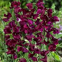 Beaujolais Sweet Pea Seeds – Deep Wine-Red Blooms – Climbing Vine for Trellises, Bouquets & Cottage Gardens – Lathyrus odoratus
