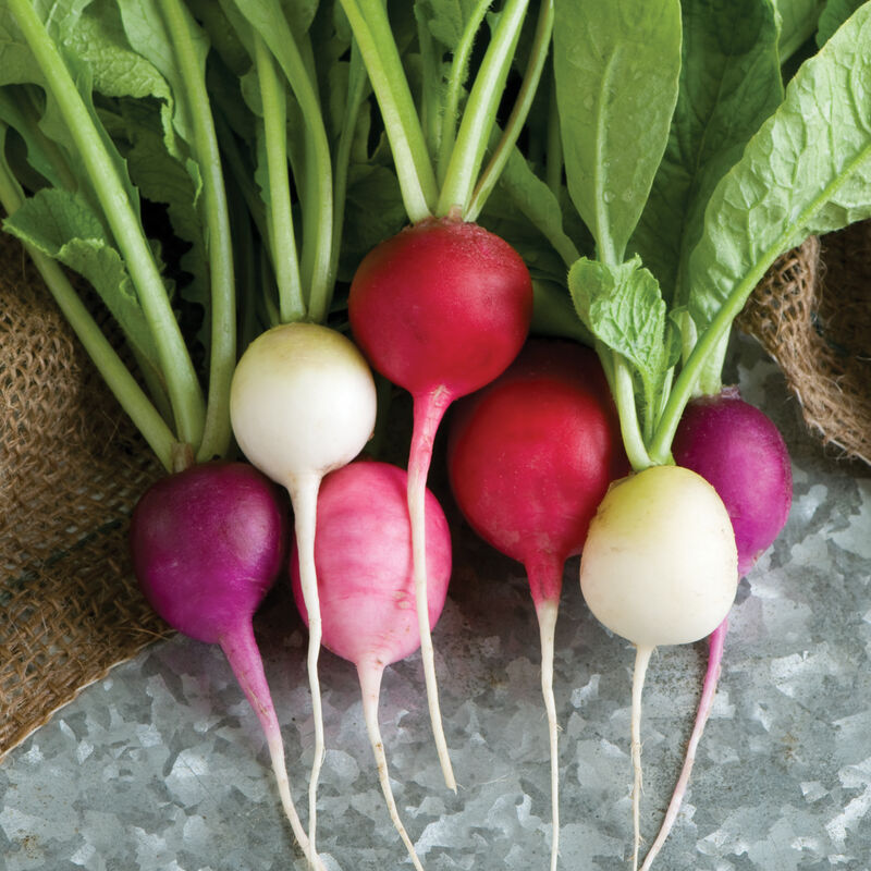Easter Egg Radish Seeds | Heirloom Non-GMO Colorful Radishes | Fast Growing Salad Radish | Raphanus sativus
