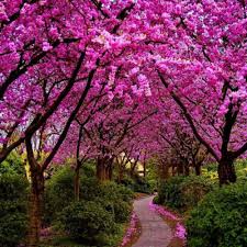 Cercis Siliquastrum Seeds - Judas Tree Ornamental Deciduous Tree with Pink Spring Blossoms, Pollinator-Friendly, Garden Plant