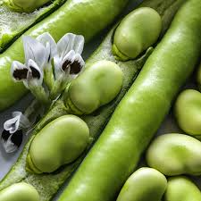 Fava Bean Seeds 5g Heirloom Variety High Yield Cold Hardy Nutritious Easy to Grow for Garden & Container Vicia faba