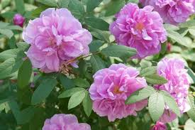 Seaside Pink Rugosa Rose Seeds – Hardy Fragrant Shrub with Pink & White Blooms, Ornamental Hedge Plant for Coastal Gardens – Rosa × rugosa