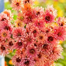 Senorita Zinnia Seeds – Magenta-Pink Blooms, Heat-Tolerant Annuals for Gardens & Pollinator Beds, Zinnia elegans, 100+ Seeds