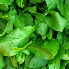 Large Leaf Sorrel Seeds 250mg, Rumex acetosa, Hardy Perennial Herb for Salad, Soup & Sauce, Easy to Grow Garden Greens