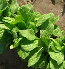 Spinach Viroflay Seeds – Heirloom, Fast Growing, Large Tender Leaves, Cold Hardy, High Yield, Garden & Container Planting