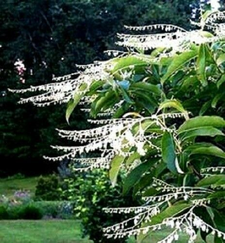 Lily of the Valley Sourwood Tree Seeds, Native Oxydendrum arboreum, Fragrant White Flowers, Wildlife Friendly, Honey Bee Tree, 100 Seeds