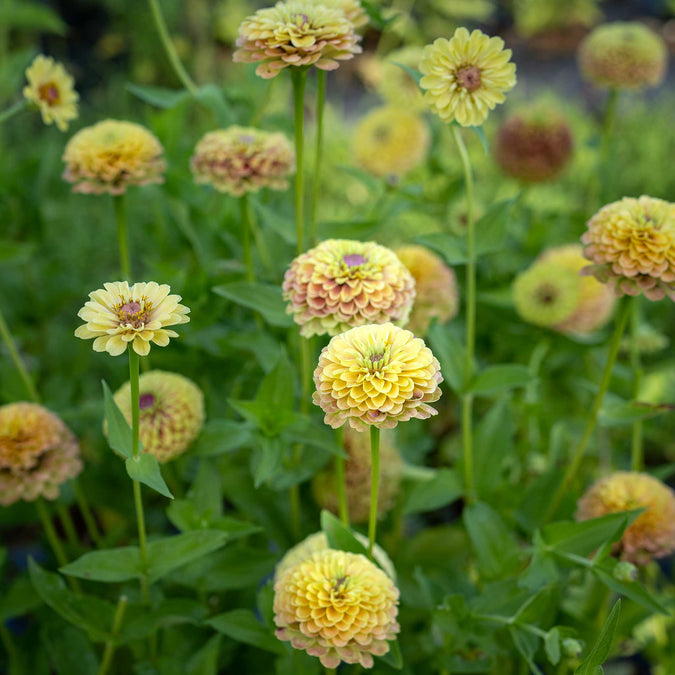 Queen Lime Blush Zinnia Seeds – 100+ Green-Pink Blooms for Cut Flowers, Gardens & Borders – Zinnia elegans, USA