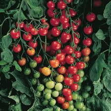 Supersweet 100 Tomato Seeds F1 Hybrid Non-GMO Cherry Tomatoes for Salad & Snacking, Disease-Resistant, Fast Growing, USDA Zones 3-10
