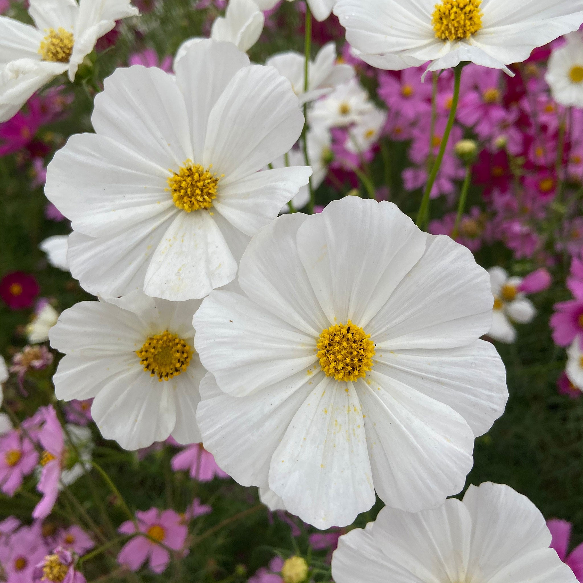 Cosmos Purity Seeds 1g | White Annual Flower for Gardens, Pollinator Habitat | Cosmos bipinnatus