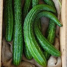 100+ Suyo Long Cucumber Seeds - Heirloom Organic Non-GMO Asian Burpless Slicing & Pickling Cucumbers