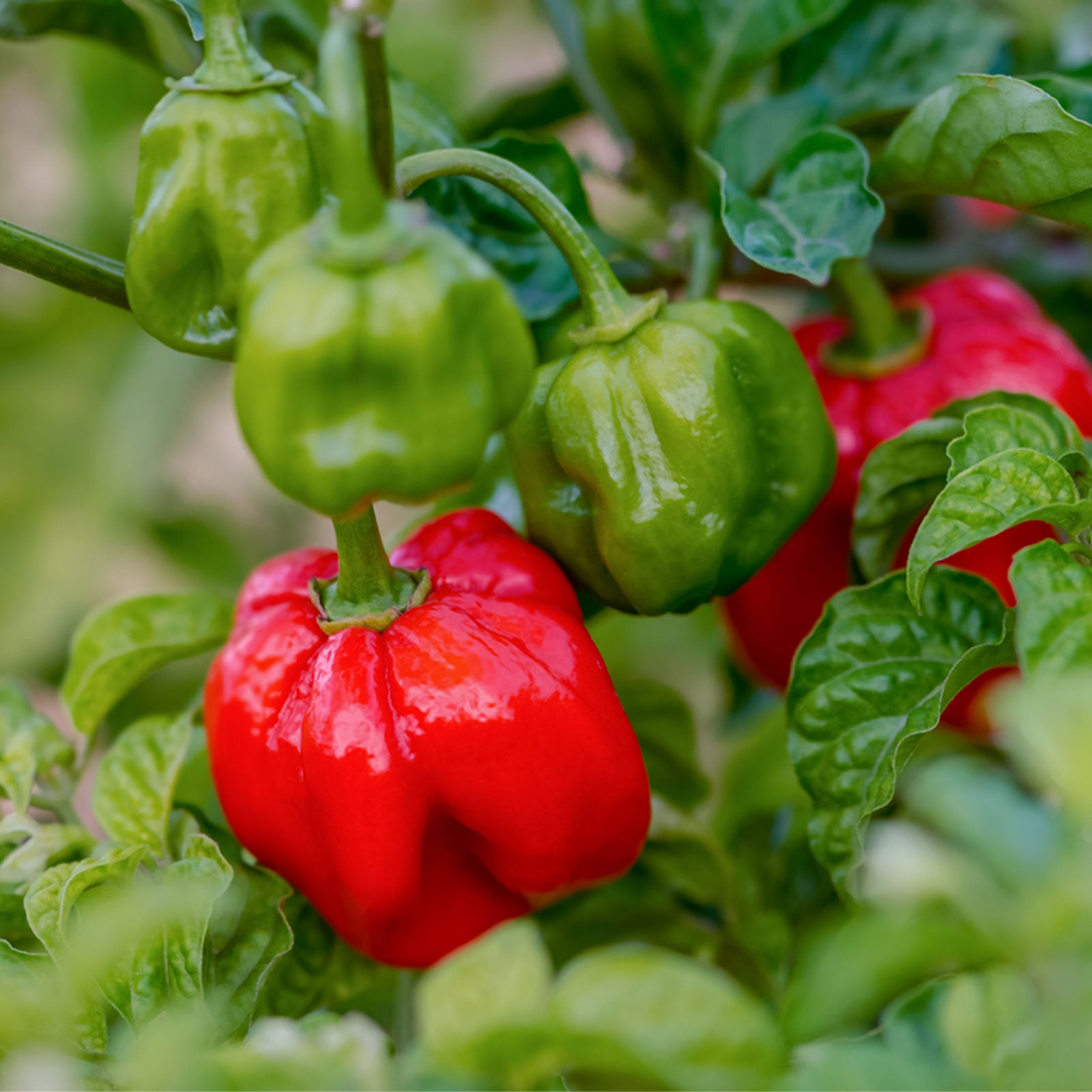 Scotch Bonnet Red Hot Pepper Seeds – Heirloom, Extra Spicy & Fruity, High Yield, Heat Tolerant, Garden & Container Planting, Capsicum chinense