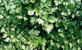 Dark Green Italian Giant Parsley Seeds | Petroselinum crispum | Heirloom Non-GMO Herb for Cooking & Garnishing