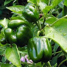Emerald Giant Sweet Pepper Seeds – Capsicum annuum – Heirloom Large Green Bell Peppers, Non-GMO, Sweet & Crisp