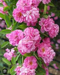 Peggy Martin Rose Cuttings | 5 Unrooted Clippings | Thornless Pink Climbing Rose | Hardy Rosa 'Peggy Martin'