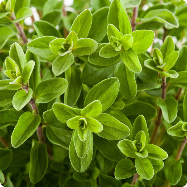 Marjoram Herb Seeds 100mg Origanum majorana Sweet Aromatic Non-GMO Perennial Culinary Herb