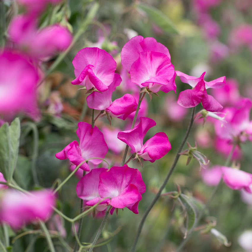 Solstice Rose Sweet Pea Seeds – 50+ Rose-Pink Blooms, Early-Blooming Climbing Vine for Trellises, Containers, Bouquets, Cottage Gardens