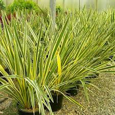 Rooted New Zealand Flax Plant - Phormium Tenax "Duet" - Cold Hardy, 12-Inch Bare Root Ornamental Grass for Gardens and Landscapes
