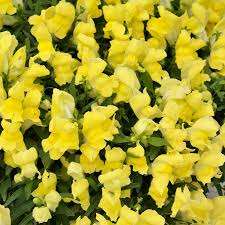 Floral Showers Yellow Snapdragon Seeds | 1000+ Bright Yellow Blooms | Dwarf Antirrhinum majus for Garden & Containers