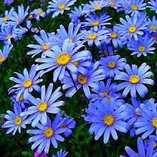 Blue Marguerite Daisy Seeds – 200+ Sky-Blue Blooms with Yellow Centers for Pollinator Gardens & Containers