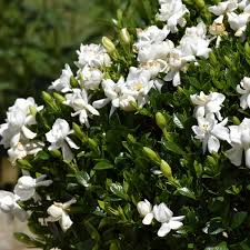 Frost Proof Gardenia Starter Plant - Evergreen Shrub with Fragrant White Blooms, 7-10 Inches Tall, Gardenia jasminoides, Hardy Outdoor Plant