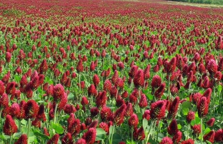 Crimson Red Clover Seeds 1000 Non-GMO Trifolium incarnatum Nitrogen Fixing Cover Crop Pollinator-Friendly