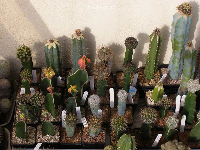 5pcs Pereskiopsis Unrooted Cuttings for Grafting | Cactus Propagation Rootstock | Succulent Starter | Pereskiopsis spp.