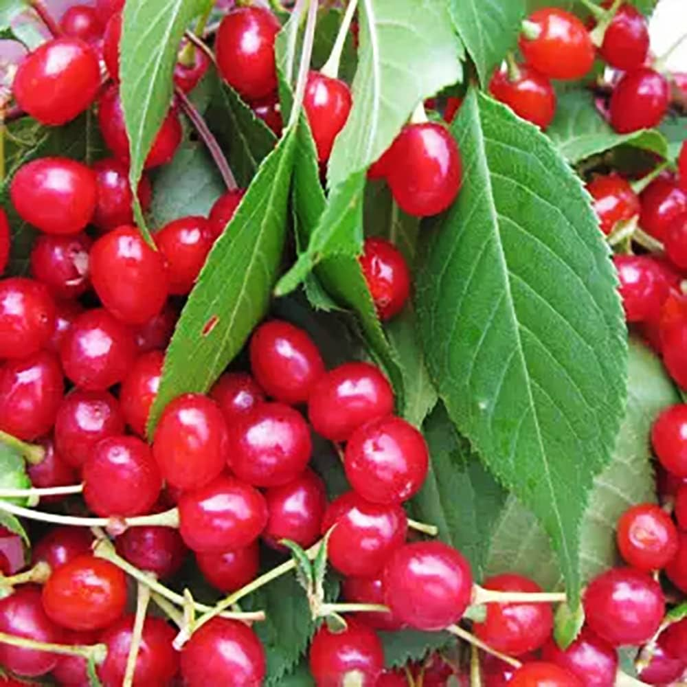 Merchant Cherry Seeds – Early-Ripening Red Cherry Tree, Sweet Juicy Fruit, Cold-Hardy, High-Yielding, Fruit Seeds