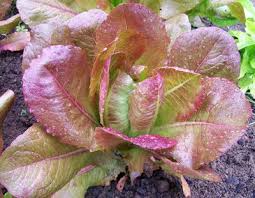 Red Romaine Lettuce Seeds – Heirloom, Crisp & Sweet, Cold Hardy, High Yield, Container Gardening, Lactuca sativa