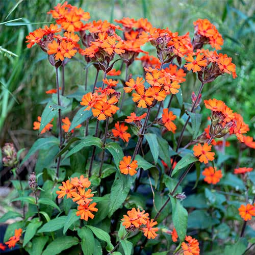 100 Seeds Arkwright's Campion Vesuvius Perennial Red Blooms Hummingbird-Friendly Non-GMO Garden Flower