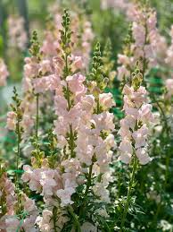 Antirrhinum majus Maryland Ivory Snapdragon Seeds – 1000+ Elegant Double-Petaled Blooms for Garden & Cut Flowers