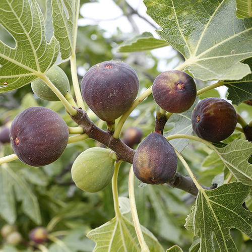 Organic Fig Tree Cuttings 8" Ficus Carica Unrooted Propagation Planting for Garden & Orchard