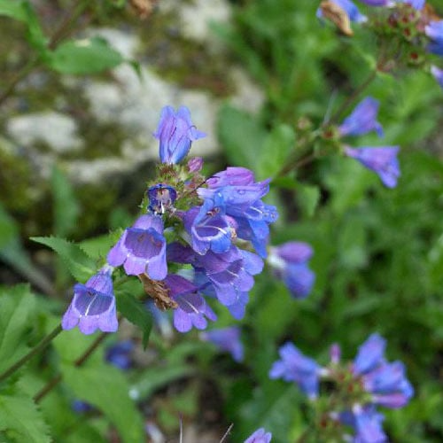 Penstemon Glaber var. Alpinus Seeds | Hardy Alpine Perennial Wildflower for Gardens | Drought-Tolerant, Pollinator-Attracting Plant