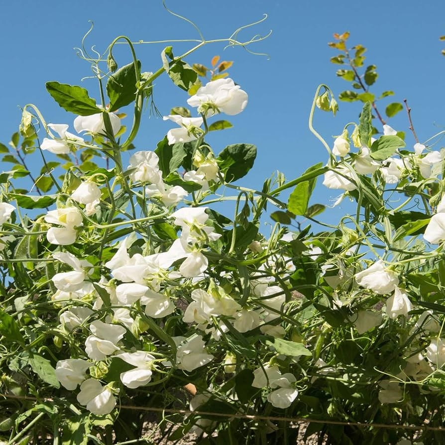 Royal White Sweet Pea Seeds – 50+ Pure White Blooms, Climbing Vine for Gardens, Bouquets & Borders, Lathyrus odoratus