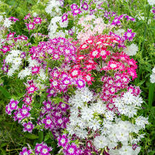 Twinkle Mix Phlox (Phlox drummondii) - Vibrant Star-Shaped Annual Flower in Mixed Colors for Borders & Pollinator Gardens