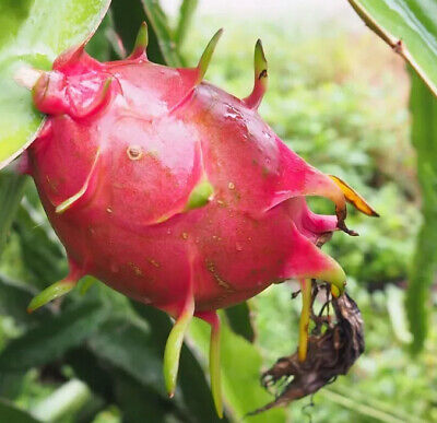 5pcs Rooted White Dragon Fruit Cuttings – Hylocereus undatus, Live Climbing Cactus, Tropical Fruit Plant, Ready to Plant