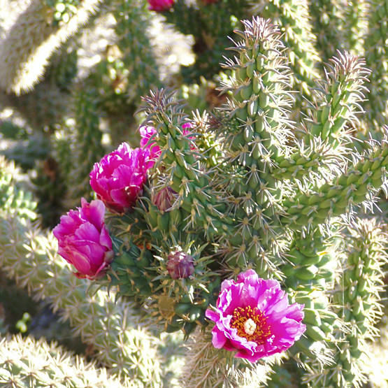Cylindropuntia spinosior Cane Cholla Rooted Cutting - Drought-Tolerant Desert Cactus for Xeriscapes & Low-Water Gardens